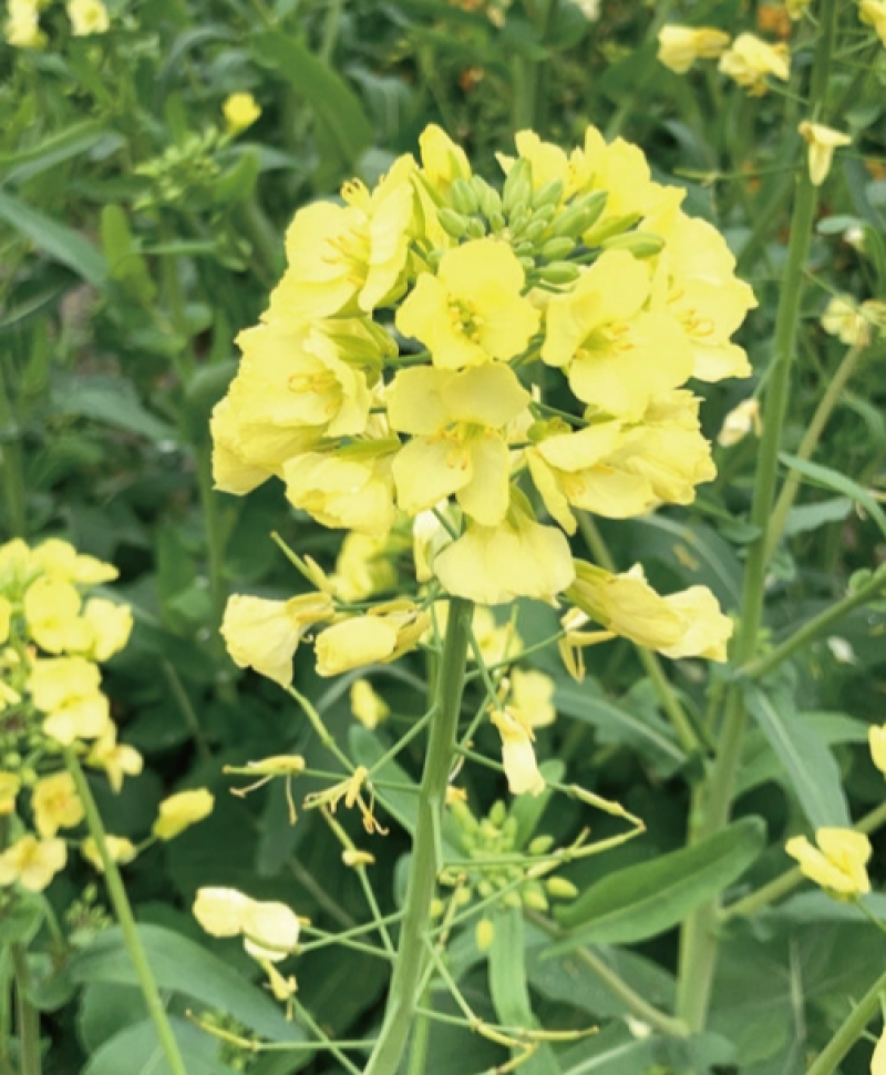 矮健油菜种子高产抗病抗倒大果优质油菜花种籽春秋播越冬菜籽