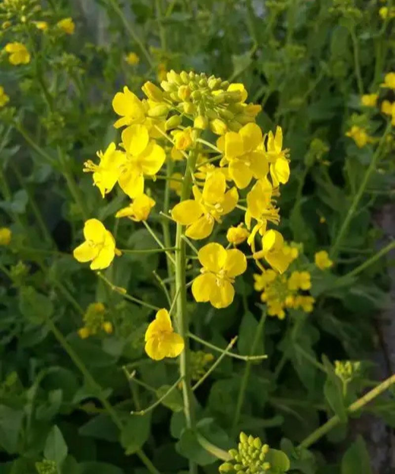 矮健油菜种子高产抗病抗倒大果优质油菜花种籽春秋播越冬菜籽