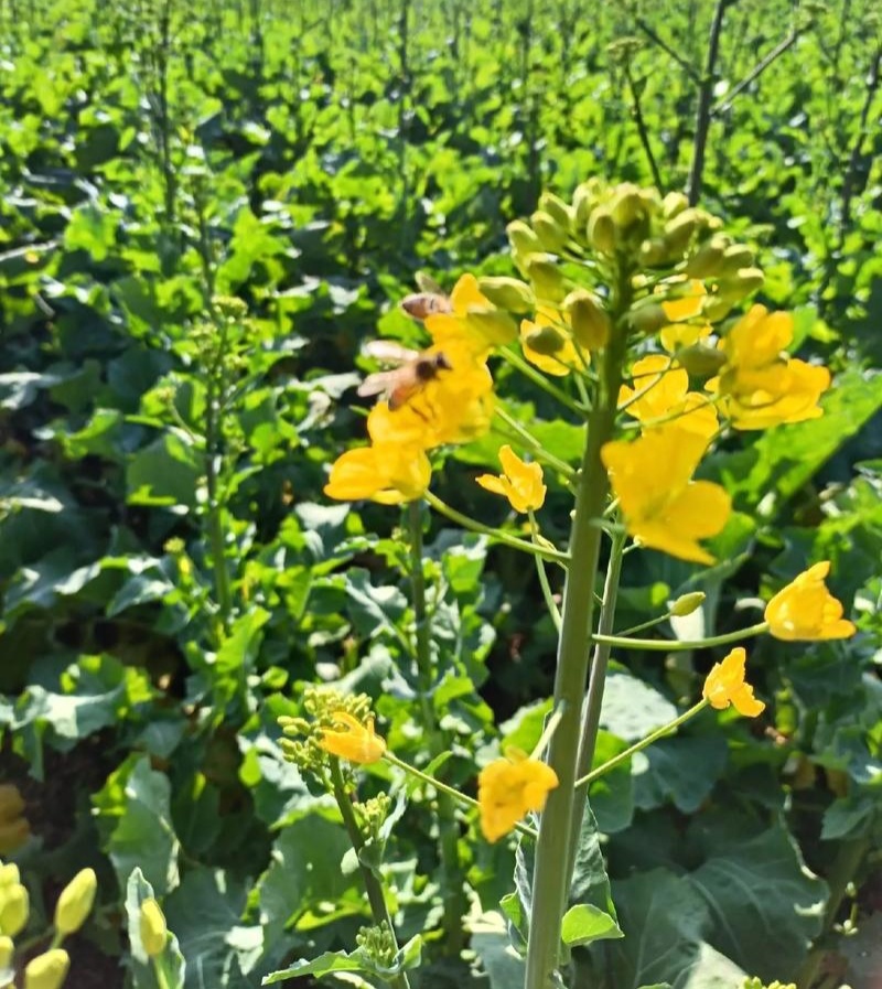 矮健油菜种子高产抗病抗倒大果优质油菜花种籽春秋播越冬菜籽