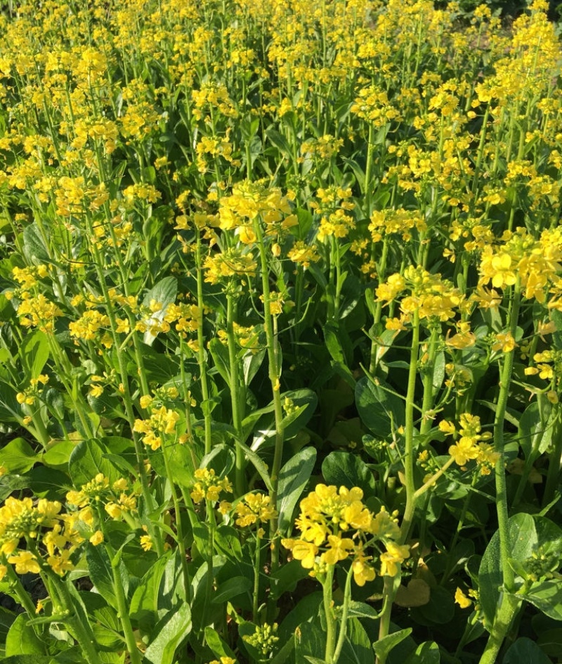 矮健油菜种子高产抗病抗倒大果优质油菜花种籽春秋播越冬菜籽