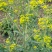 矮健油菜种子高产抗病抗倒大果优质油菜花种籽春秋播越冬菜籽