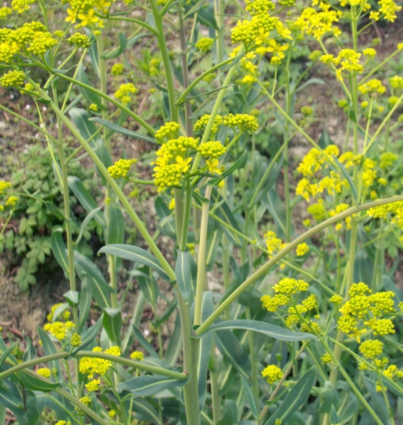 矮健油菜种子高产抗病抗倒大果优质油菜花种籽春秋播越冬菜籽