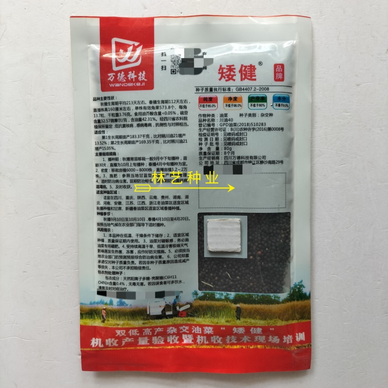 矮健油菜种子高产抗病抗倒大果优质油菜花种籽春秋播越冬菜籽