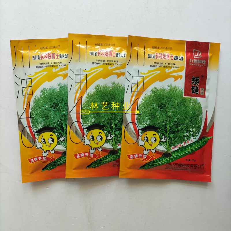 矮健油菜种子高产抗病抗倒大果优质油菜花种籽春秋播越冬菜籽