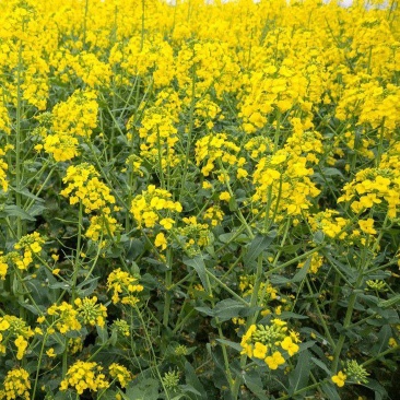 陕油5005油菜种子三系杂交高产高油矮杆抗病抗寒抗倒