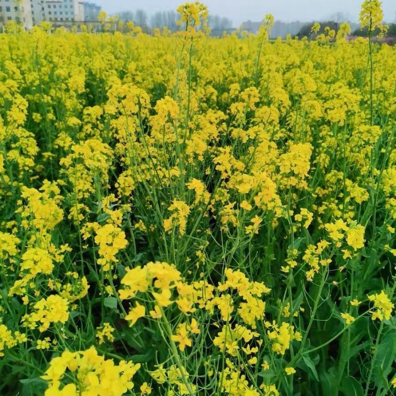 陕油5005油菜种子三系杂交高产高油矮杆抗病抗寒抗倒