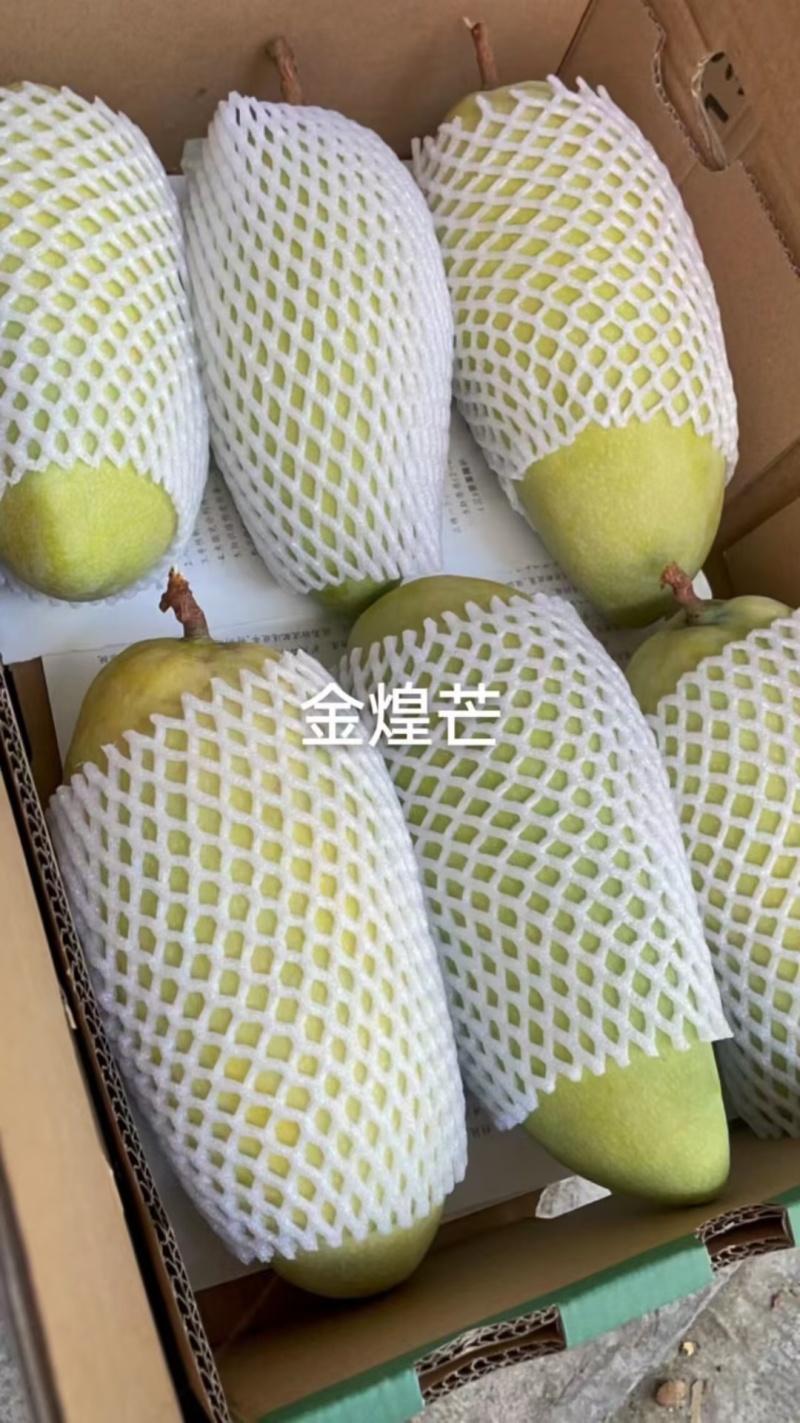 大量出售芒果6元一斤12一公斤10斤起售包邮
