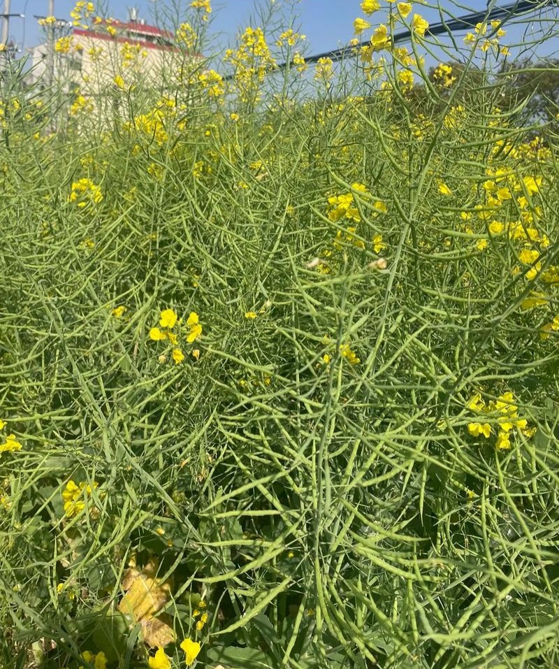陕油117三系杂交油菜种子西北农科大高产耐寒耐旱