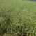 陕油117三系杂交油菜种子西北农科大高产耐寒耐旱