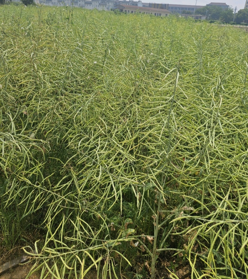 陕油117三系杂交油菜种子西北农科大高产耐寒耐旱