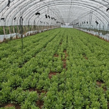 新鲜香菜需要的联系***********