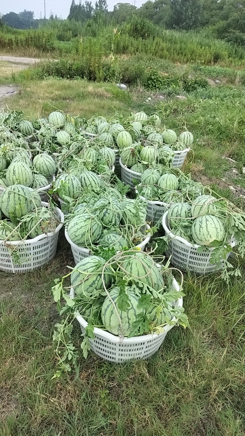 上海嘉定露天头茬美都西瓜，大量上市，保质保量，