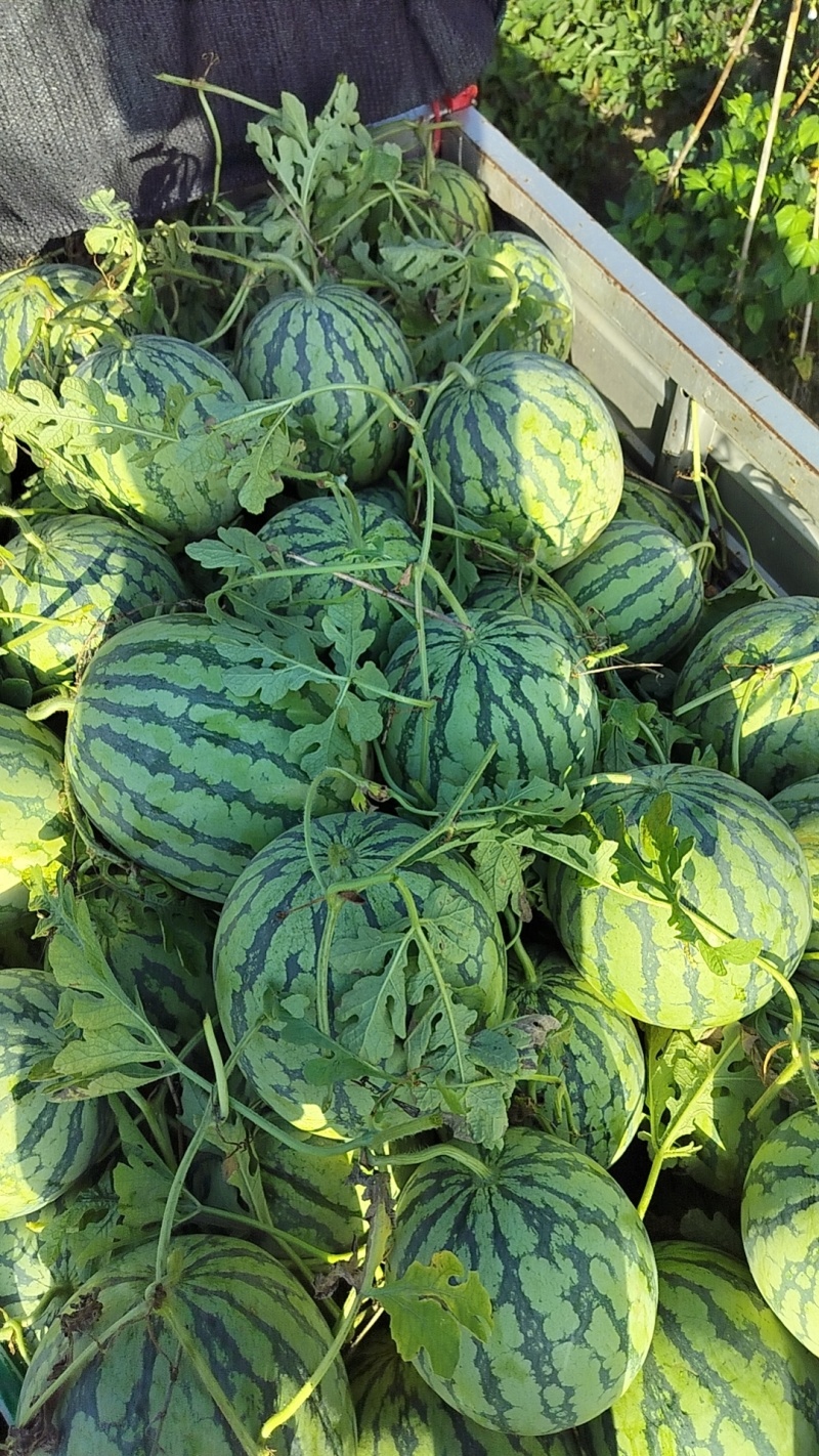 上海8424露天头茬瓜，七毛一斤，保质保量，大批量上市