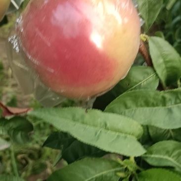 膜袋红不软(离核)已大量上市，欢迎各地新老客户前来采购