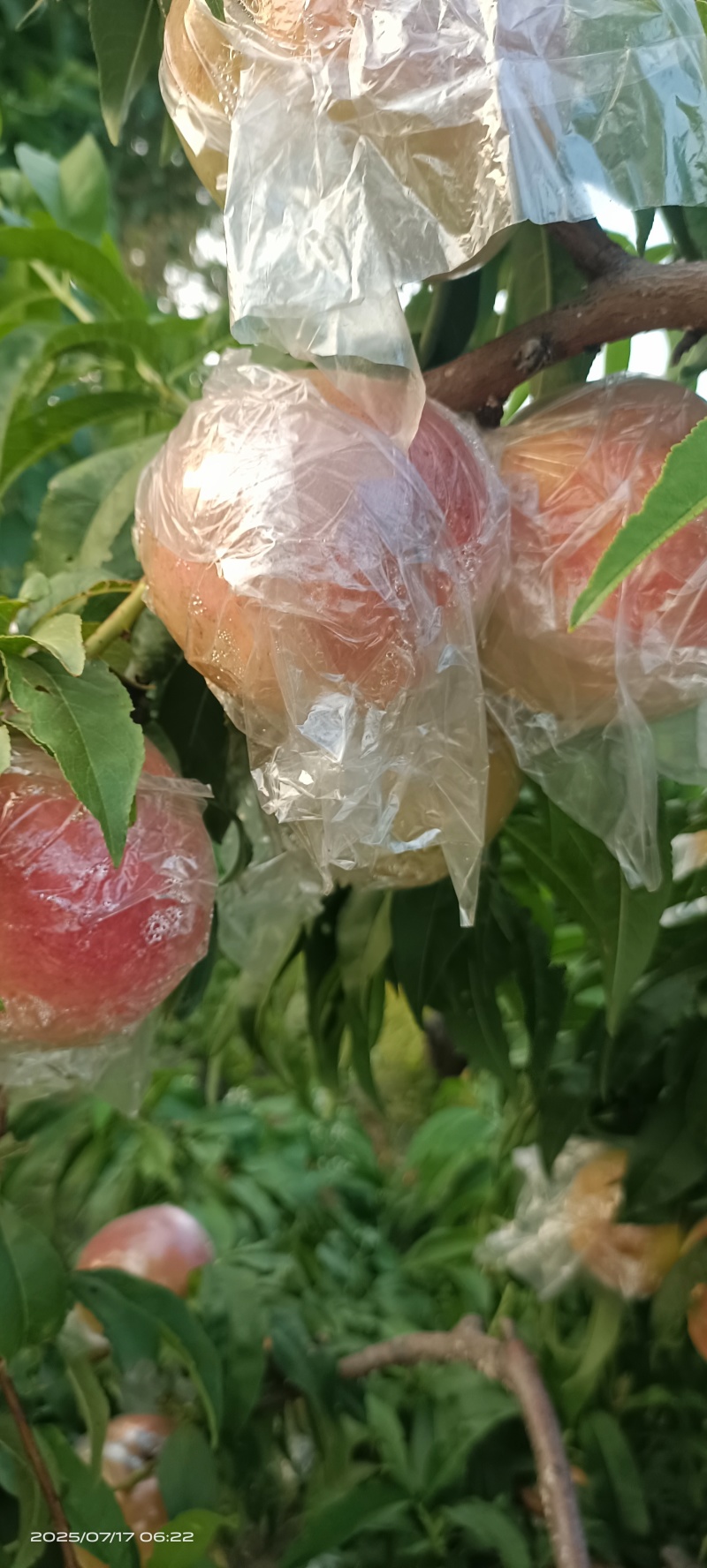 膜袋红不软(离核)已大量上市，欢迎各地新老客户前来采购