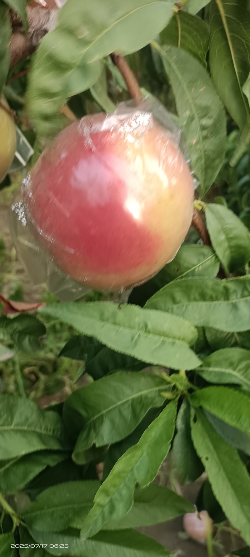 膜袋红不软(离核)已大量上市，欢迎各地新老客户前来采购