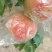 膜袋红不软(离核)已大量上市，欢迎各地新老客户前来采购