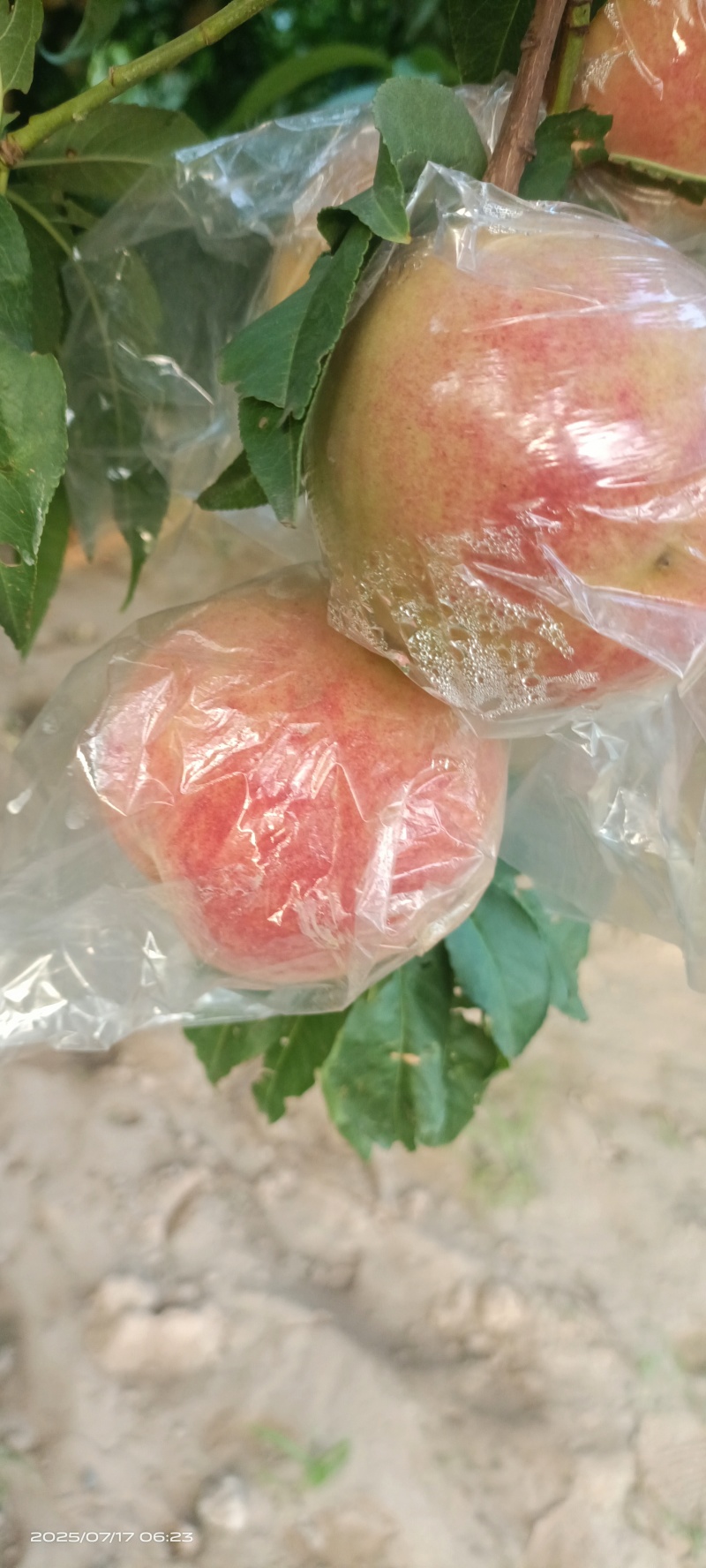 膜袋红不软(离核)已大量上市，欢迎各地新老客户前来采购