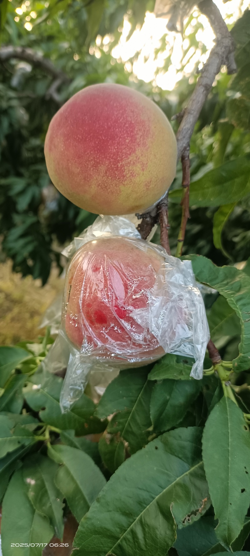 膜袋红不软(离核)已大量上市，欢迎各地新老客户前来采购