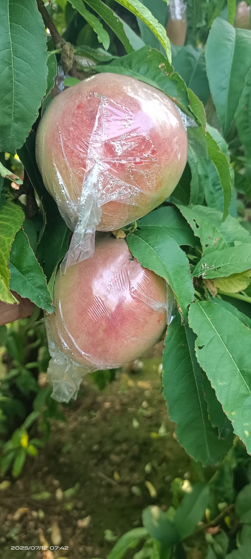 膜袋红不软(离核)已大量上市，欢迎各地新老客户前来采购
