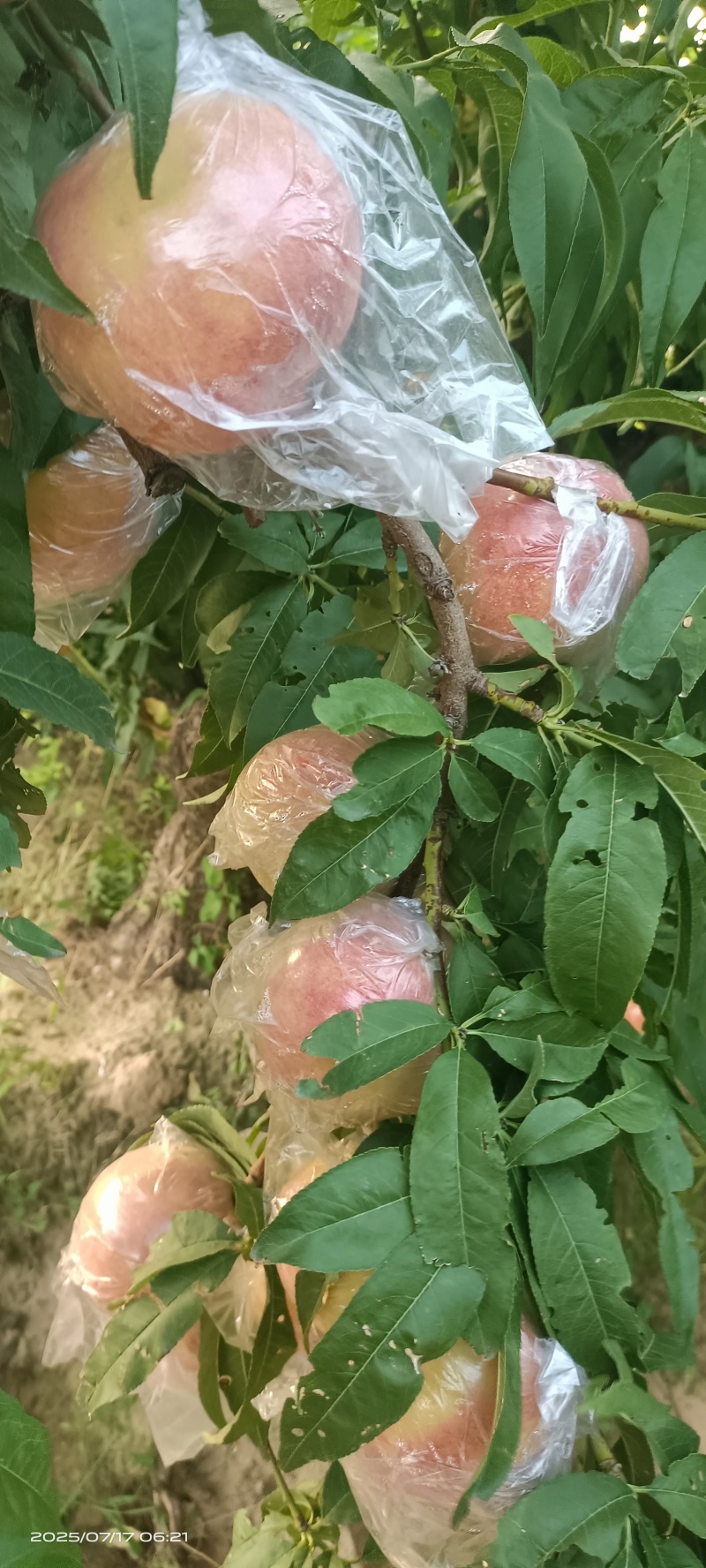 膜袋红不软(离核)已大量上市，欢迎各地新老客户前来采购