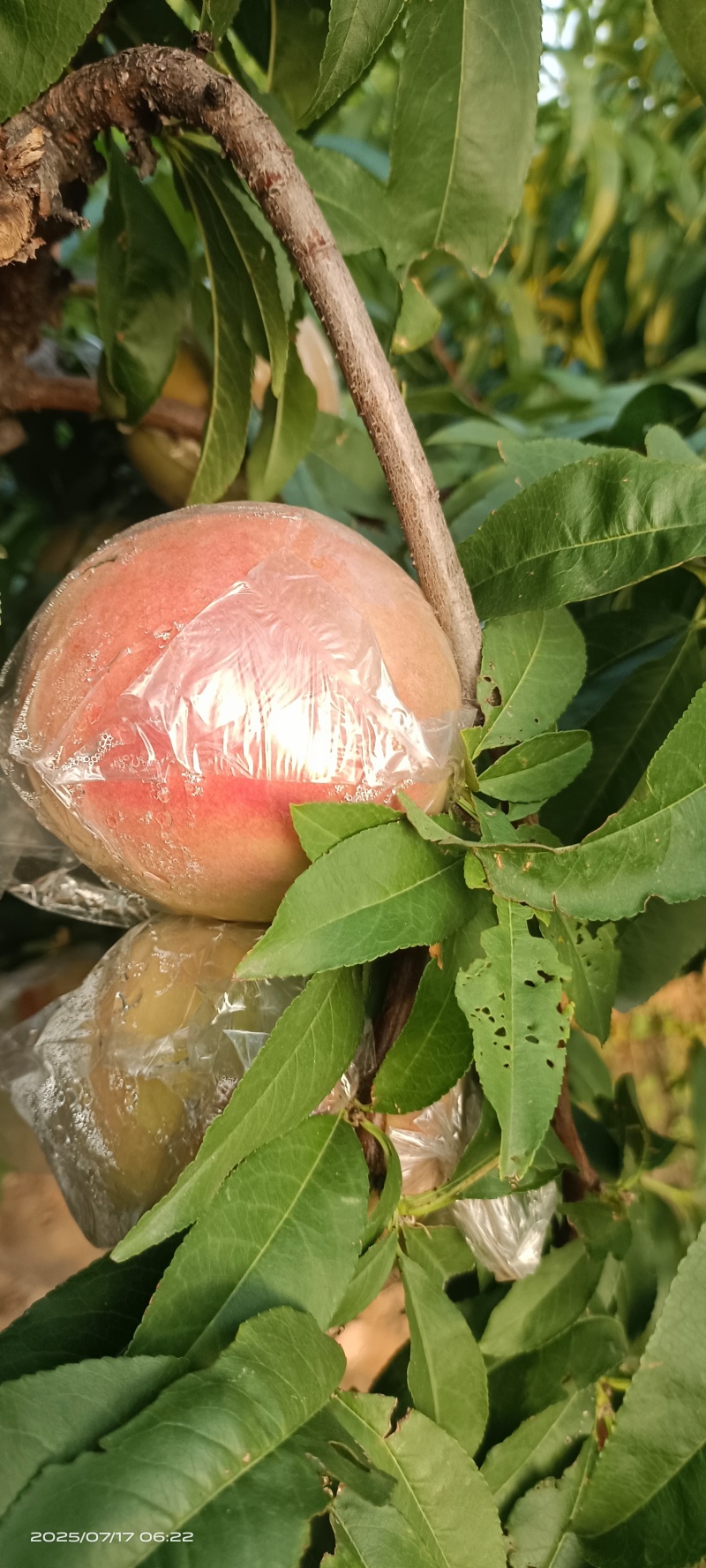 膜袋红不软(离核)已大量上市，欢迎各地新老客户前来采购