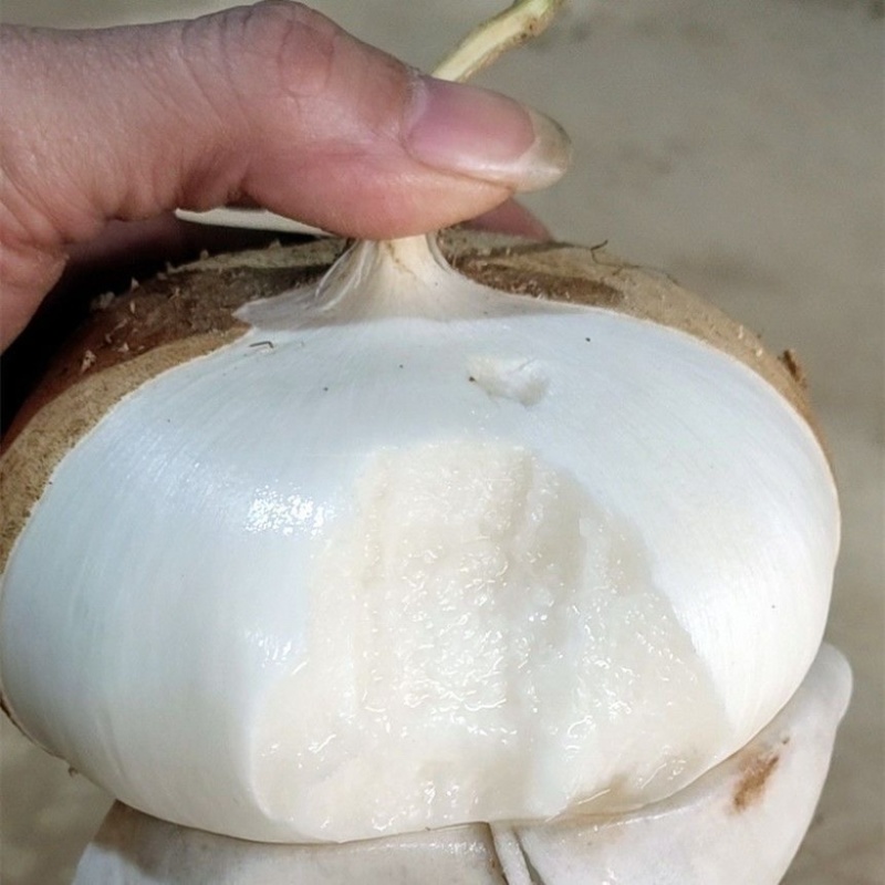 贵州地萝卜凉萝葛薯新鲜现挖沙地白萝卜