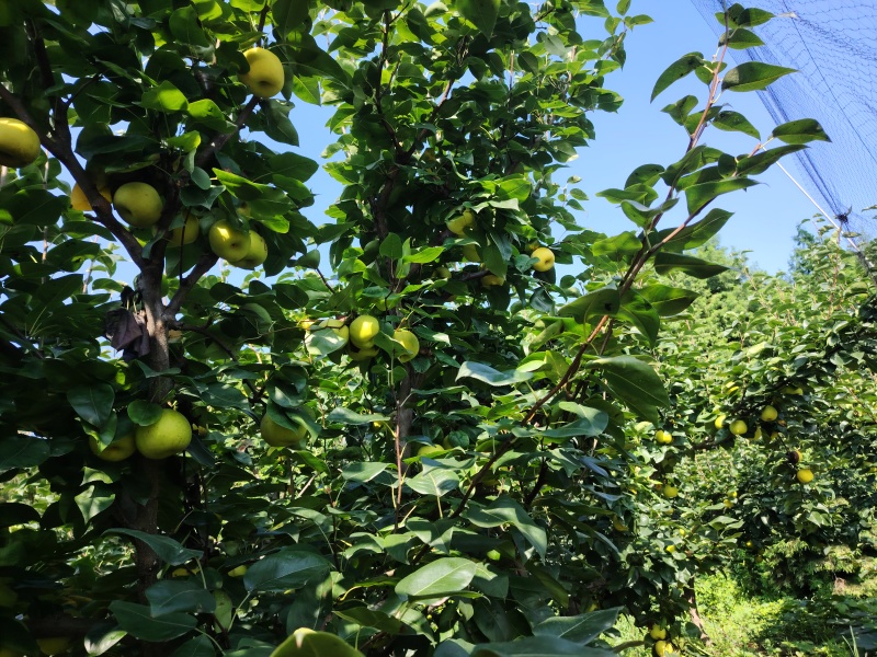 翠玉梨子，翠冠梨