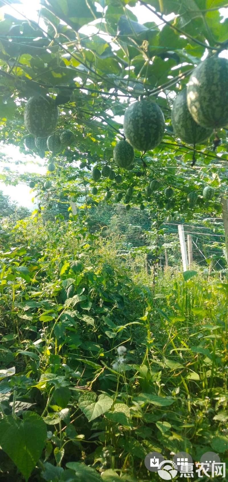 吊瓜子全国发货基地直供欢迎采购可视频看货