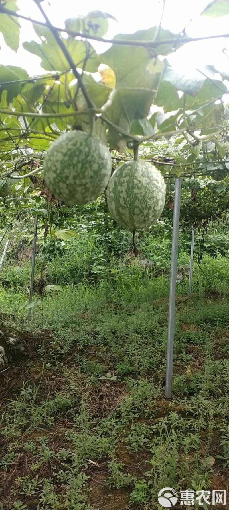 吊瓜子全国发货基地直供欢迎采购可视频看货
