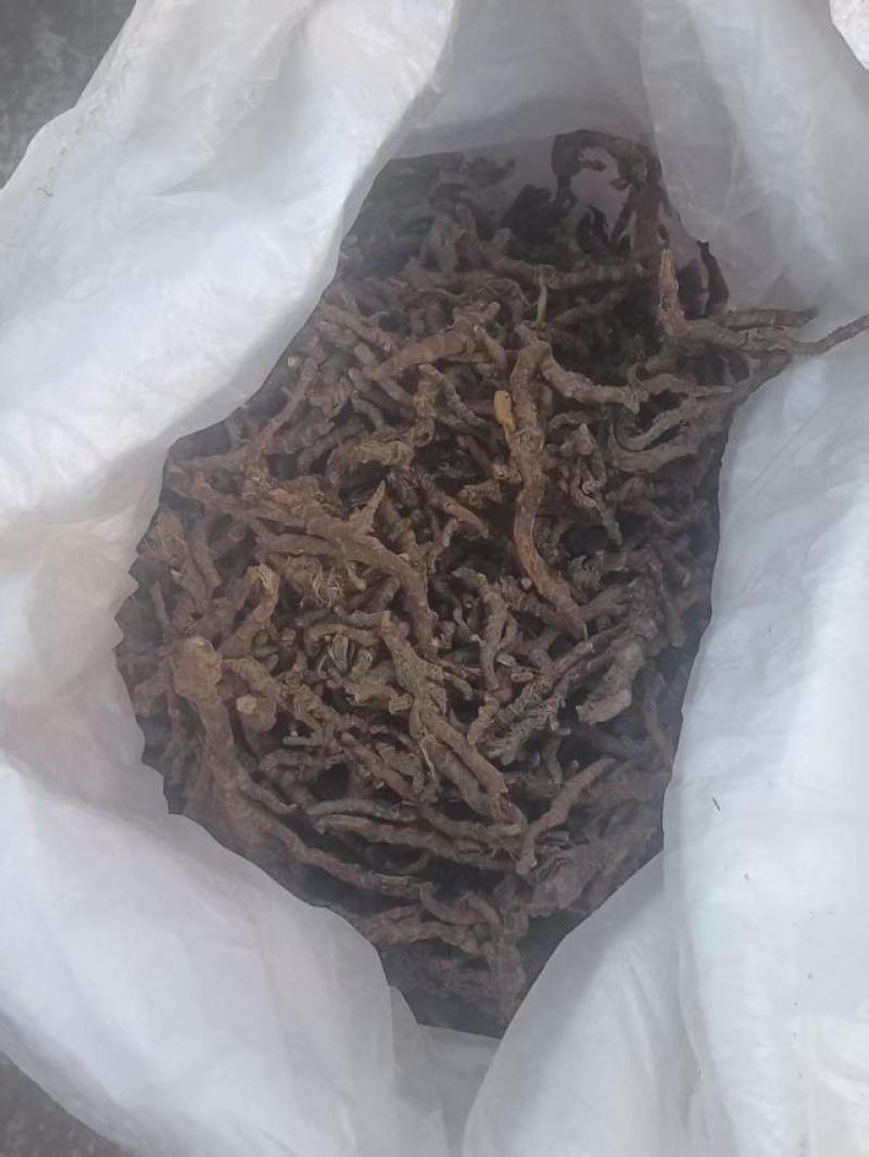 石菖蒲来啦正品保障货源充足24小时在线服务