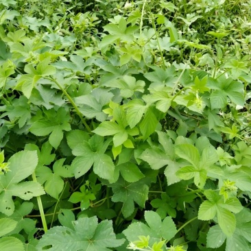 葎草4元一斤都是现收的电话***********