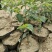 酸枣苗冬枣苗嫁接成品蟠枣树苗