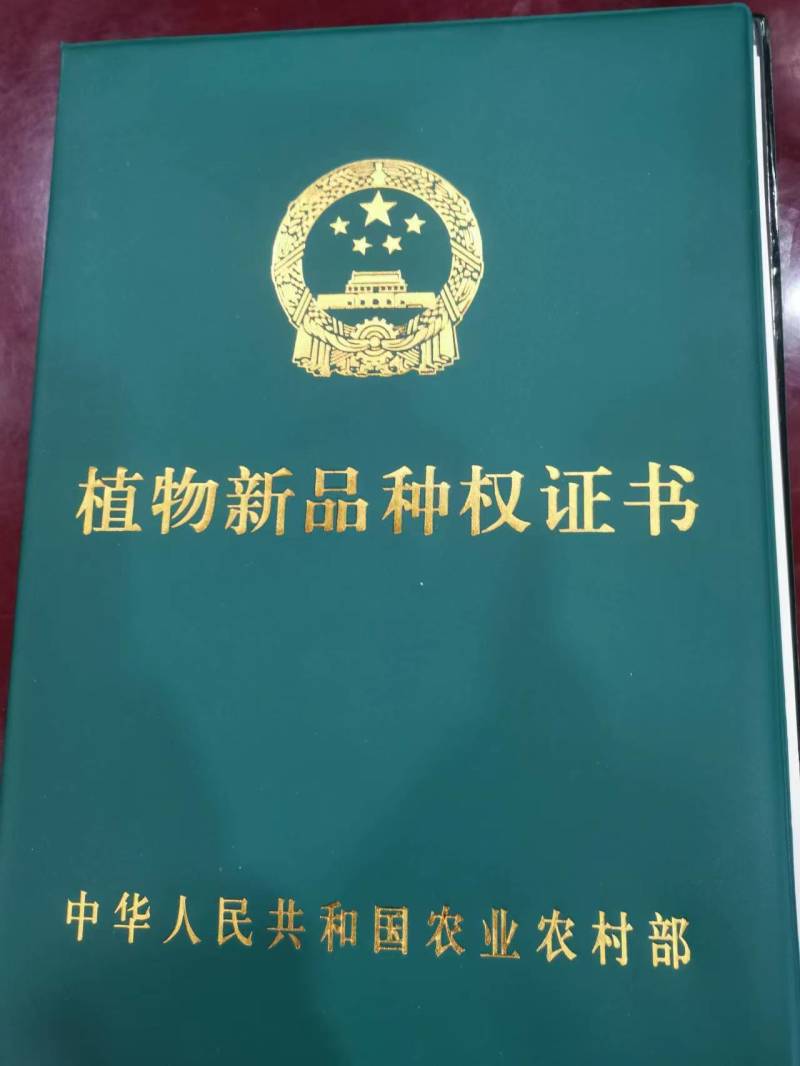 新贵妃梨，新品上市，脆甜可口，核小无渣，口感好，卖相好。