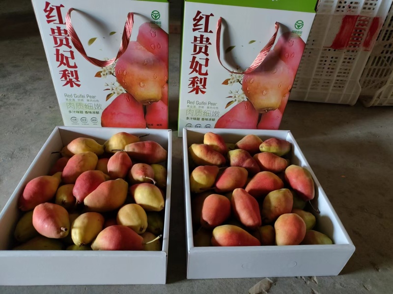新贵妃梨，新品上市，脆甜可口，核小无渣，口感好，卖相好。