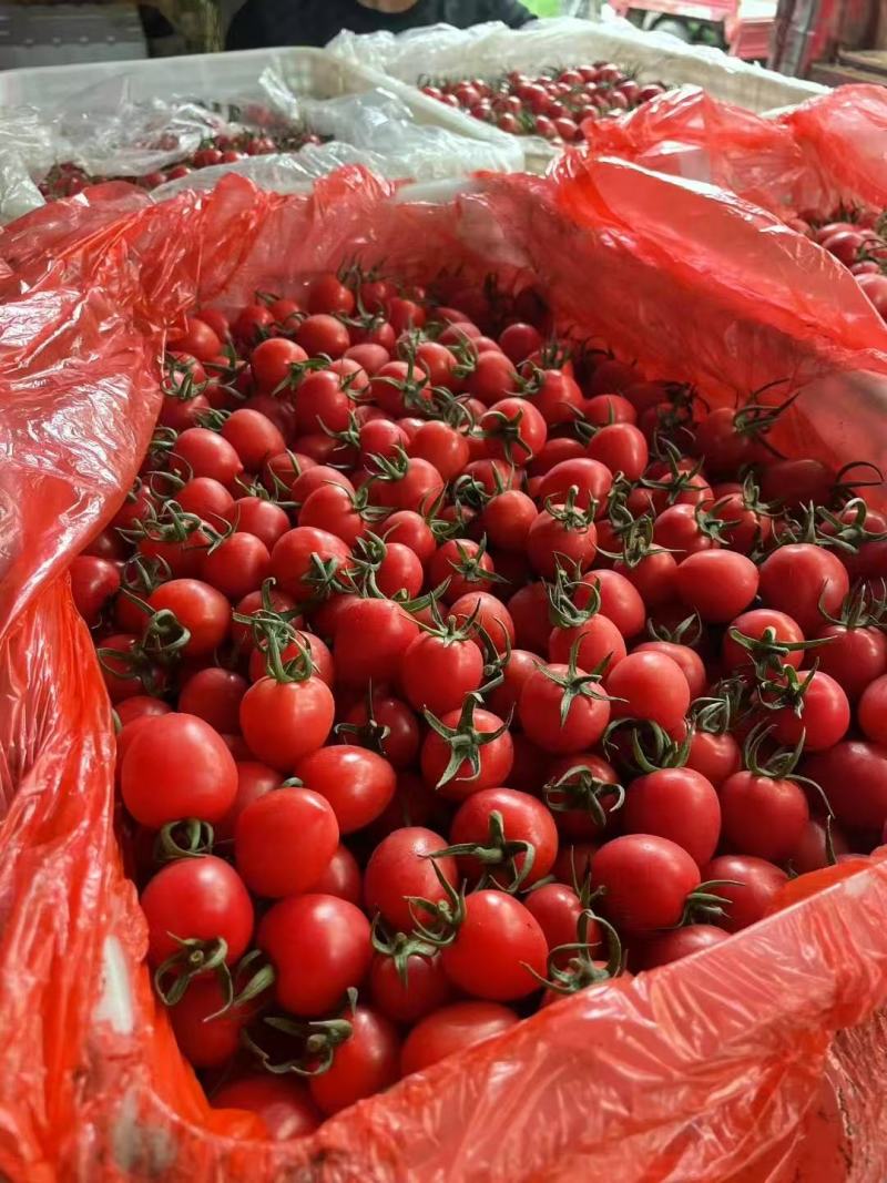 莘县精品千禧圣女果大量上市品质保证量大从优一手货源