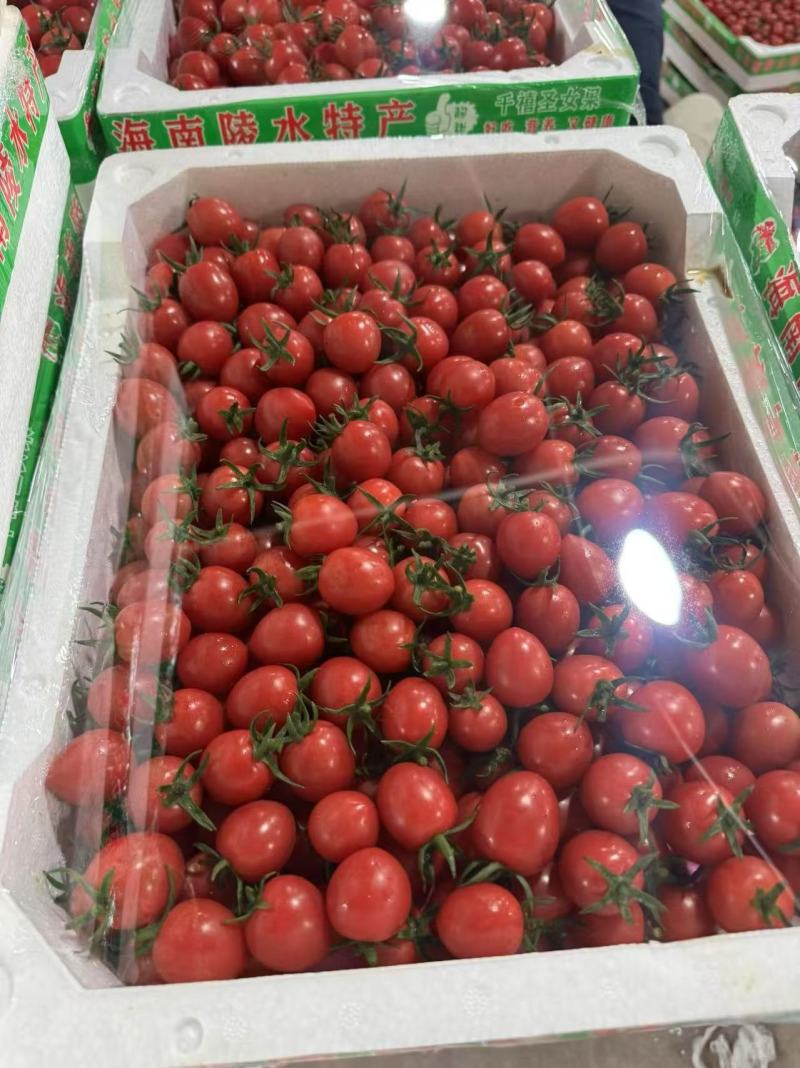莘县精品千禧圣女果大量上市品质保证量大从优一手货源