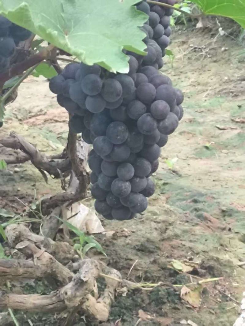 山东省聊城冠县京亚葡萄大量有货