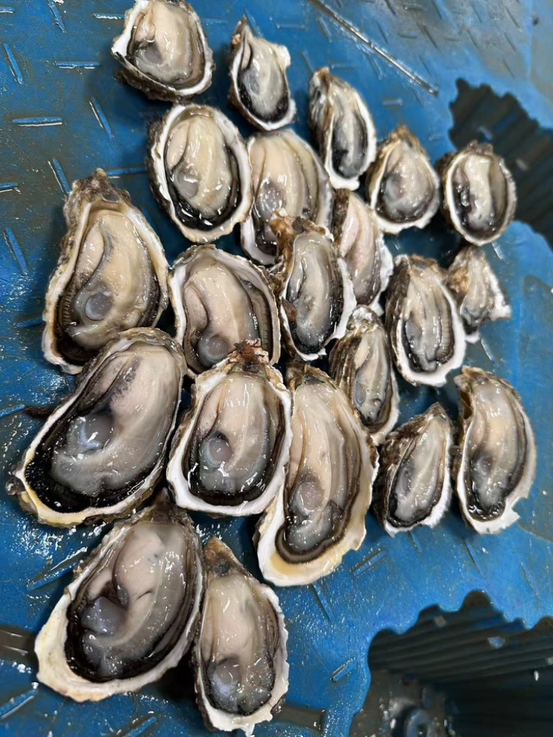 广东潮州牡蛎蚝三倍体乳山蚝一件起批发价