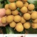 高州龙眼