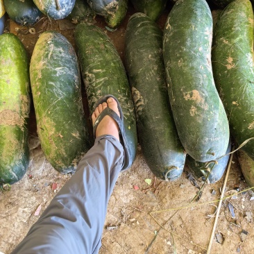 精品黑皮地各瓜