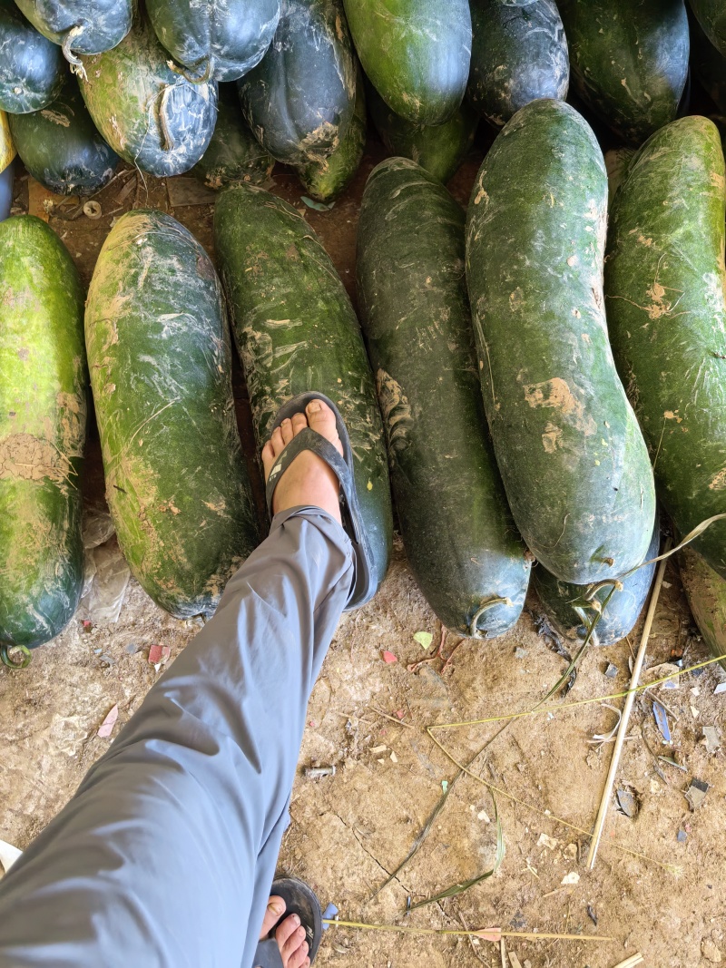 精品黑皮地各瓜