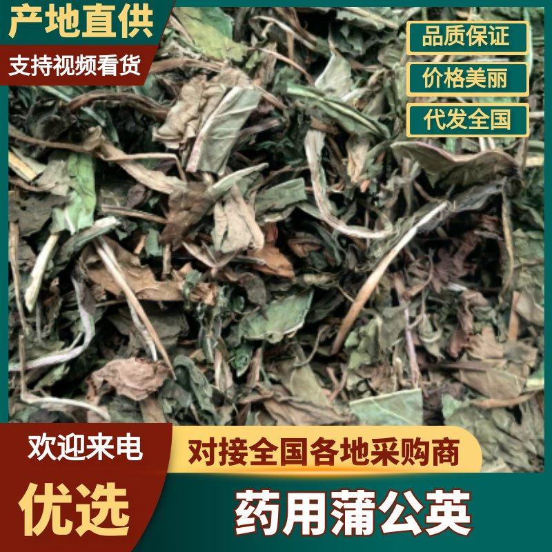 蒲公英婆婆丁颜色青可打粉新货批发各种中药材