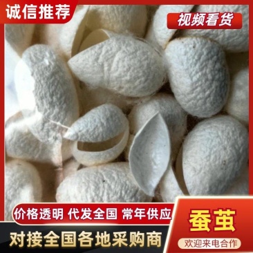 蚕茧纯茧无虫颜色白干净无杂质产地直销一手货源