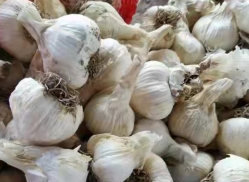 优质大蒜白皮蒜产地直发品质好价格低货源充足对接市场商超