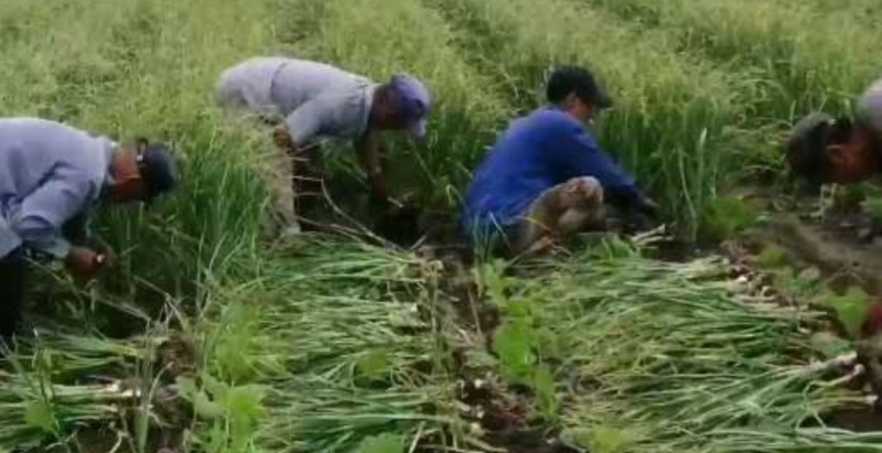 优质大蒜白皮蒜产地直发品质好价格低货源充足对接市场商超