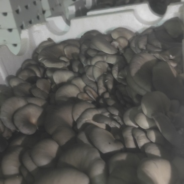 高原精品二茬菇