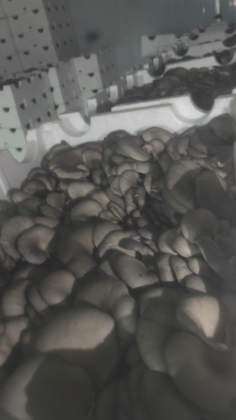 高原精品二茬菇