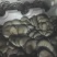 高原精品二茬菇