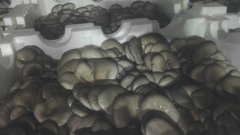 高原精品二茬菇